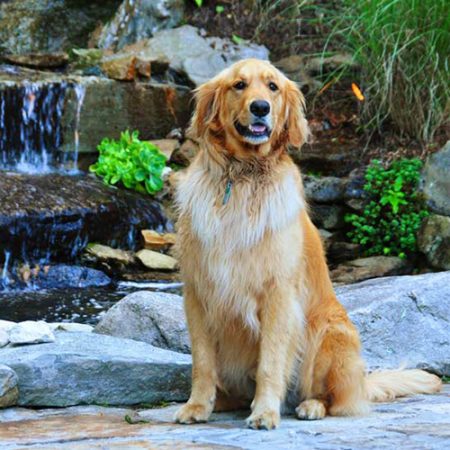 Ralph the Landscape Dog