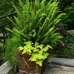 Seasonal potted flowers and landscape design in Linville, NC