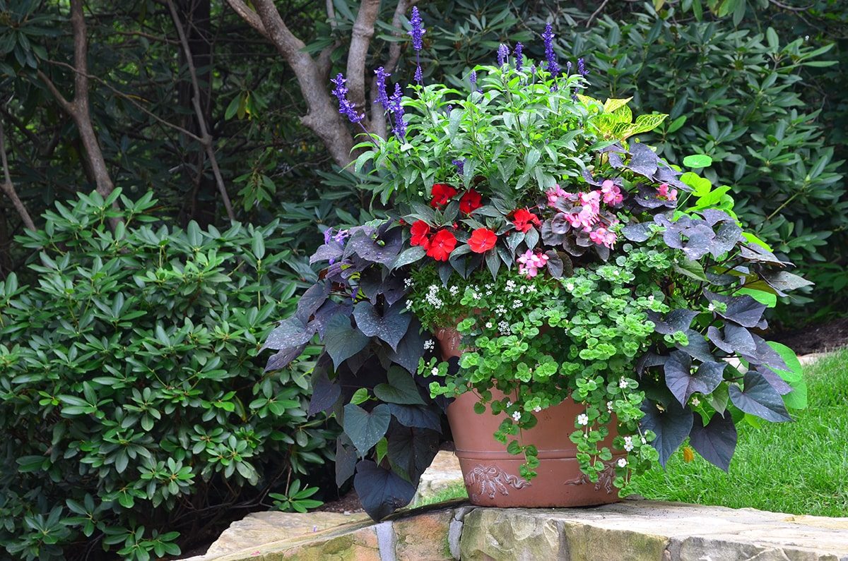 Seasonal potted flowers and landscape design in Linville, NC