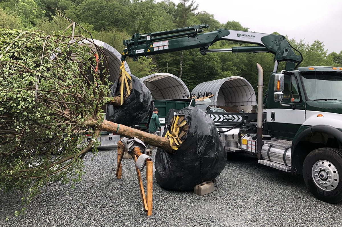 High end landscape installation and large tree planting in Linville, NC