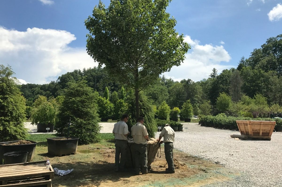 Large tree planting for landscape installation in Linville, NC