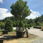 Large tree planting for landscape installation in Linville, NC